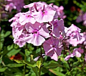 PHLOX PANICULATA LADY CLARE