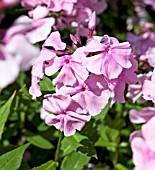 PHLOX PANICULATA LADY CLARE