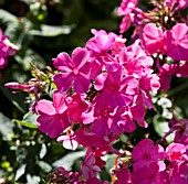 PHLOX PANICULATA TENOR