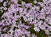 PHLOX SUBULATA BONITA