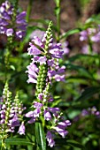 PHYSOSTEGIA VIRGINIANUM GRANDIFLORA ROSE