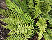 POLYSTICHUM ACULEATUM