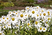 LEUCANTHEMELLA SEROTINA