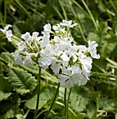 PRIMULA SIEBOLDII VAR. ALBA