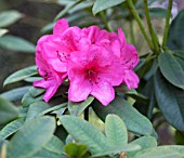 RHODODENDRON ANNA ROSE WHITNEY