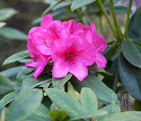 RHODODENDRON_ANNA_ROSE_WHITNEY