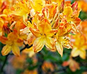 RHODODENDRON ARNESON GEM