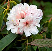 RHODODENDRON BAMBINO