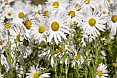 LEUCANTHEMELLA SEROTINA