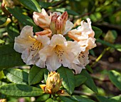 RHODODENDRON CHAMPAGNE