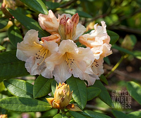 RHODODENDRON_CHAMPAGNE