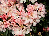 RHODODENDRON DUSTY MILLER