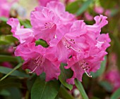 RHODODENDRON LINDA