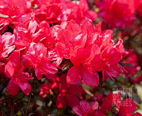 RHODODENDRON_MOTHERS_DAY