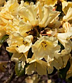 RHODODENDRON NANCY EVANS