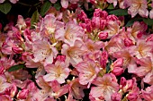 RHODODENDRON PERCY WISEMAN