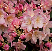 RHODODENDRON PERCY WISEMAN