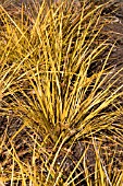 LIBERTIA IXIOIDES GOLD FINGER