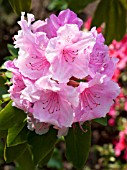 RHODODENDRON PINK PEARL