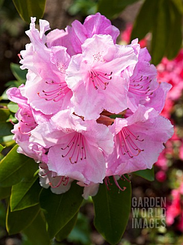 RHODODENDRON_PINK_PEARL