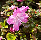 RHODODENDRON AZALEA CRINOLINE