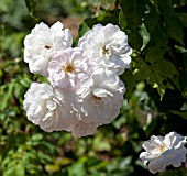 ROSA BLUSH NOISETTE