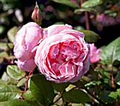 ROSA BROTHER CADFAEL