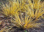 LIBERTIA IXIOIDES GOLD FINGER