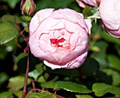 ROSA BROTHER CADFAEL