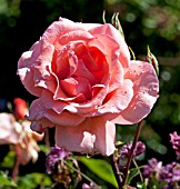 ROSA CLIMBING BLESSINGS