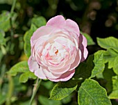 ROSA MME PIERRE OGER