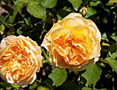 ROSA MOLINEUX