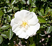 ROSA OPALIA