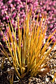 LIBERTIA PEREGRINANS GOLD LEAF