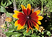 RUDBECKIA HIRTA AUTUMN COLOURS