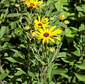 RUDBECKIA SUBTOMENTOSA