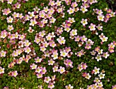 SAXIFRAGA STANSFIELDII