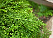 SELAGINELLA PALLESCENS