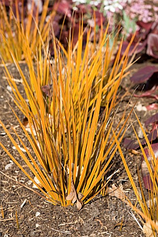 LIBERTIA_PEREGRINANS_GOLD_LEAF