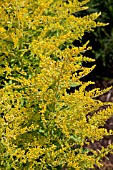 SOLIDAGO GOLDEN GATE