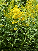 SOLIDAGO LENA