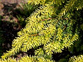 TAXUS BACCATA SUMMER GOLD