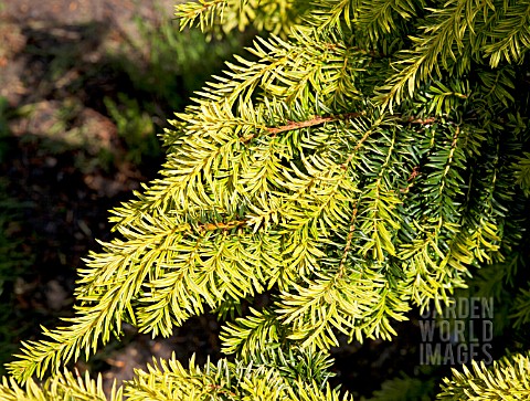 TAXUS_BACCATA_SUMMER_GOLD