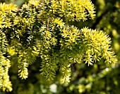 TAXUS BACCATA SUMMER GOLD