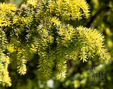TAXUS_BACCATA_SUMMER_GOLD