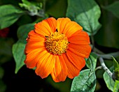 TITHONIA ROTUNDIFOLIA TORCH