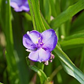 TRADESCANTIA X ANDERSONII ISIS