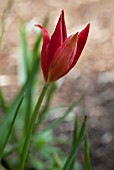 TULIPA CELSIANA