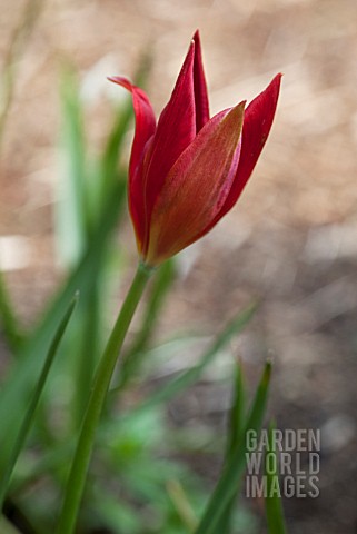 TULIPA_CELSIANA