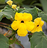 UNCARINA GRANDIDIERI